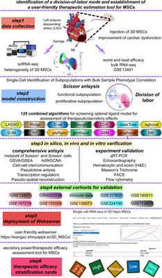 A division-of-labor mode contributes to the cardioprotective potential of mesenchymal stem/stromal cells in heart failure post myocardial infarction